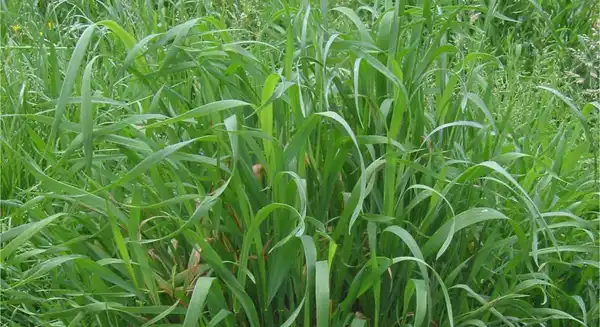 Couch Grass Rhizome Extract Couch Grass Rhizome Extract