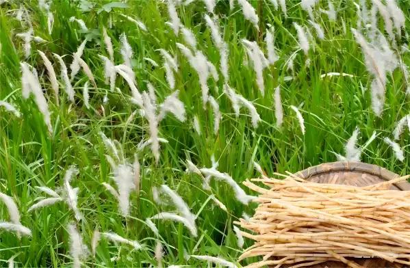 Couch Grass Rhizome Extract