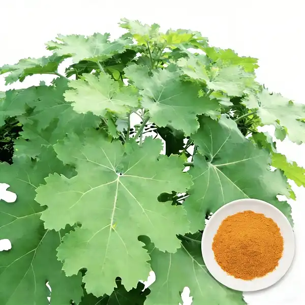 Macleaya Cordata Extract Macleaya Cordata Extract