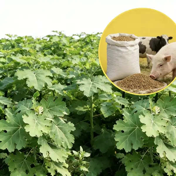 Macleaya Cordata Extract