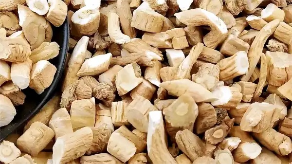 Isatis Root Extract Isatis Root Extract