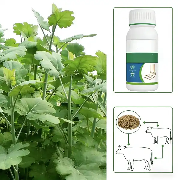 Macleaya Cordata Extract 