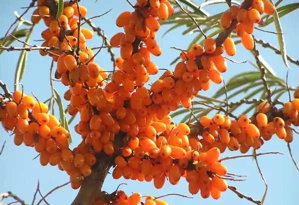 Organic Sea Buckthorn Seed Oil