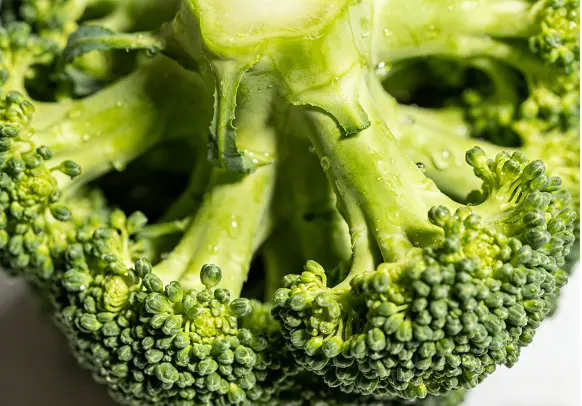 Broccoli Extract Powder Broccoli Extract Powder