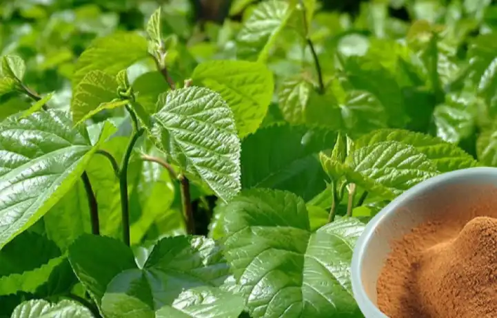 Mulberry Leaf Extract Powder