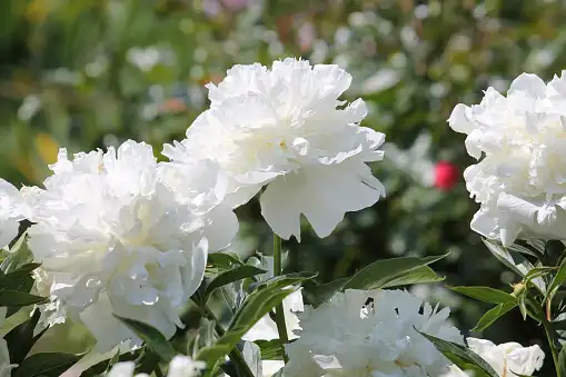 White Paeony Extract White Paeony Extract