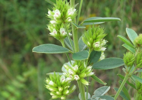 Lespedeza Capitata Extract