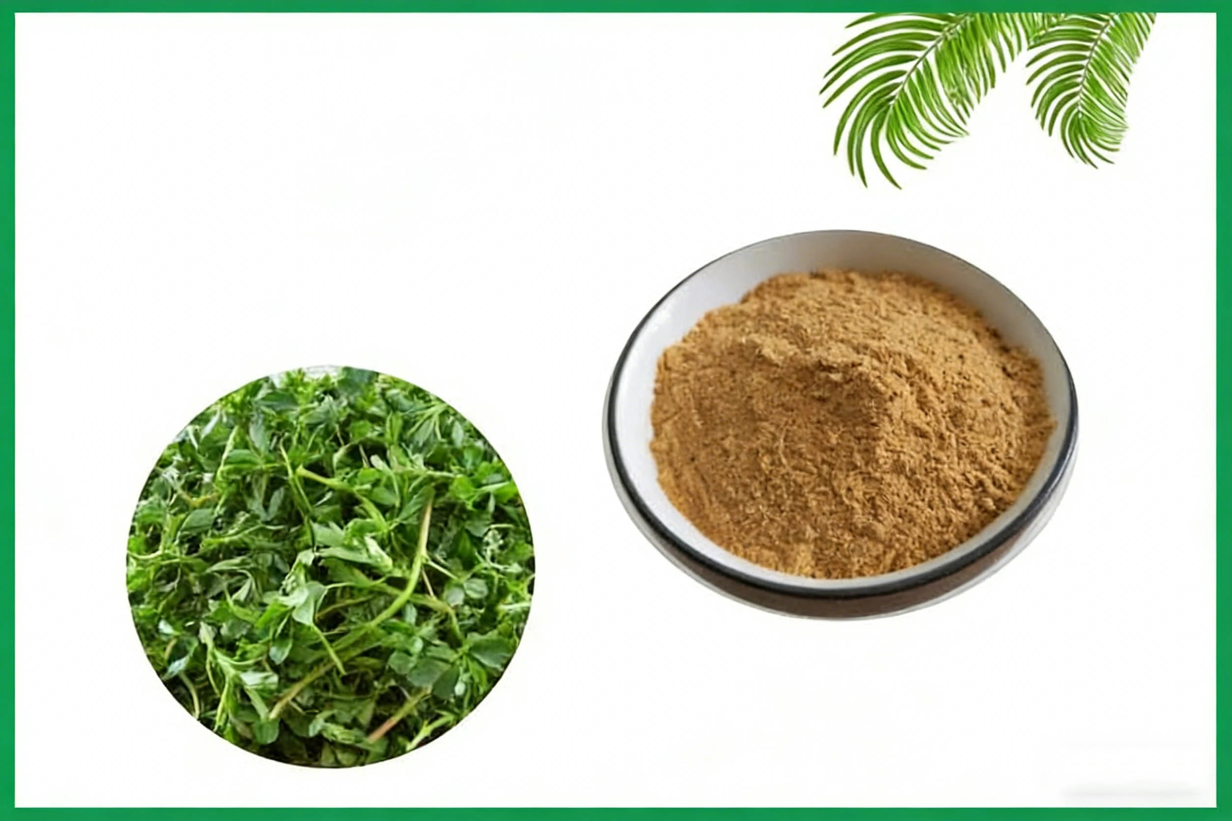 Alfalfa Extract Powder