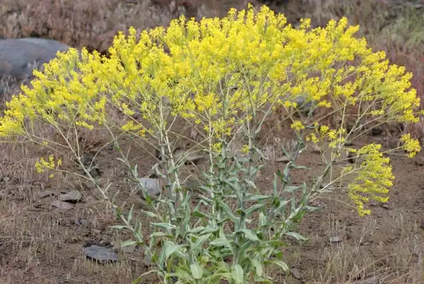 Isatis Root Extract Isatis Root Extract