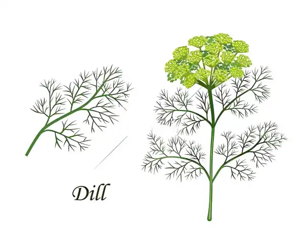 Dill Seed Extract