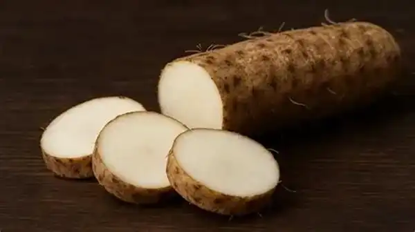 Wild Yam Extract Powder