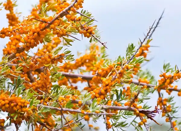 Organic Sea Buckthorn Seed Oil Organic Sea Buckthorn Seed Oil