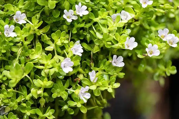 Bacopa Monnieri Extract Powder