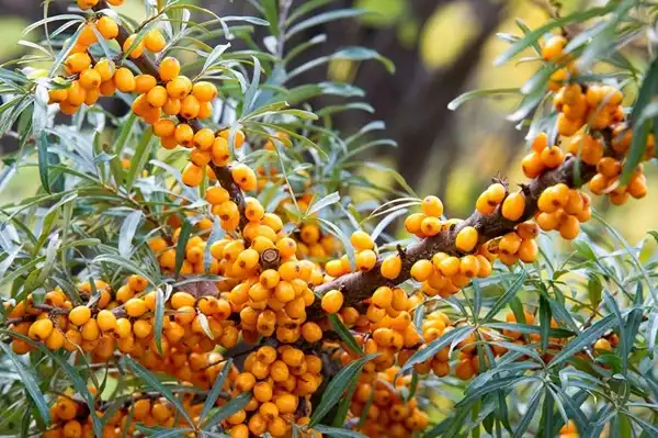 Organic Sea Buckthorn Seed Oil