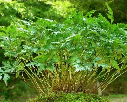 Rhizoma Coptidis Powder