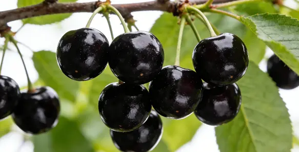 Black Cherry Juice Powder Black Cherry Juice Powder