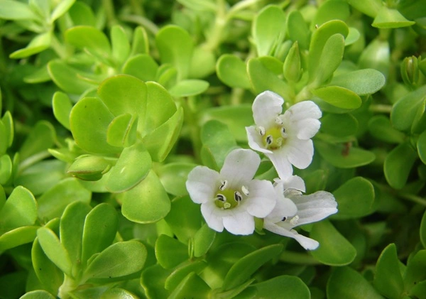 Bacopa Monnieri Extract Powder Bacopa Monnieri Extract Powder