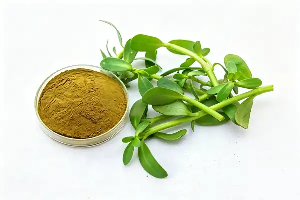 Bacopa Monnieri Extract Powder Bacopa Monnieri Extract Powder