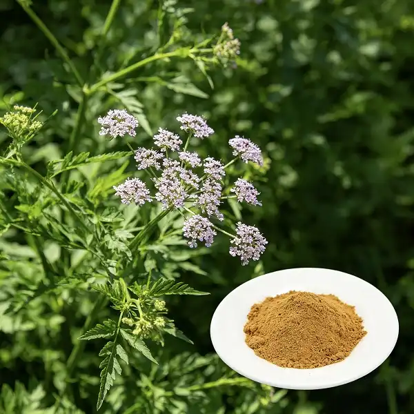 Valerian Root Extract Powder Valerian Root Extract Powder