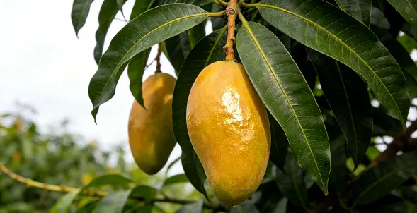 mango powder