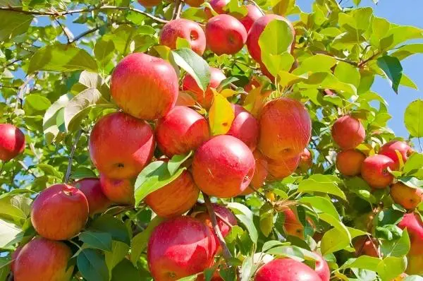 Apple Root Extract