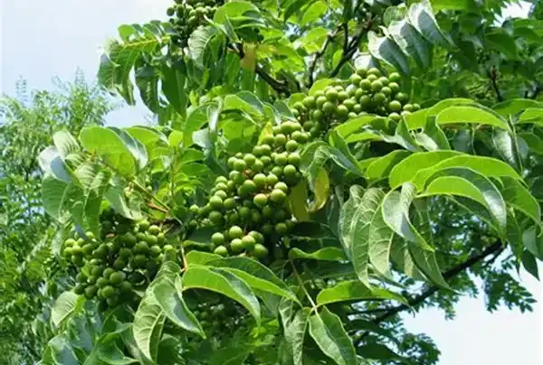 https://www.kingherbs.com/herb-vegetable-fruit-powder/cortex-phellodendri-powder