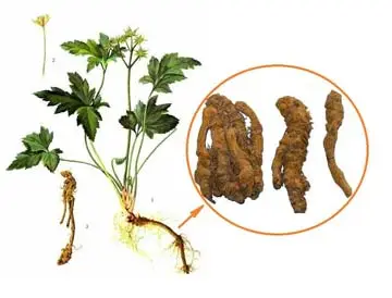 Rhizoma Coptidis Powder