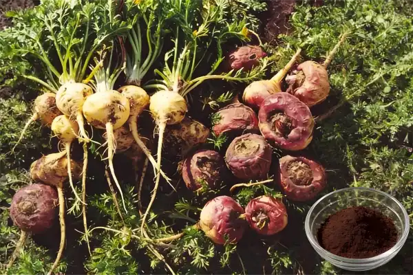 Maca Extract Powder Maca Extract Powder