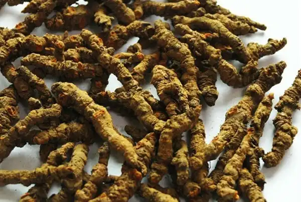 Rhizoma Coptidis Powder