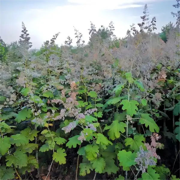 Macleaya Cordata Extract