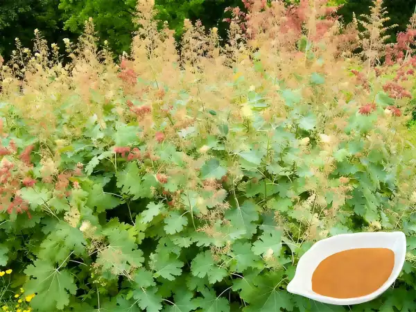 Macleaya Cordata Extract Macleaya Cordata Extract