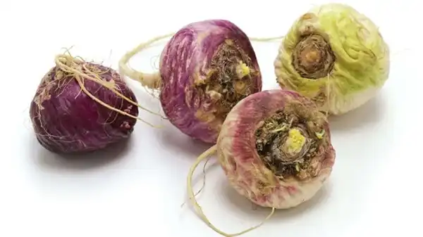 Maca Extract Powder