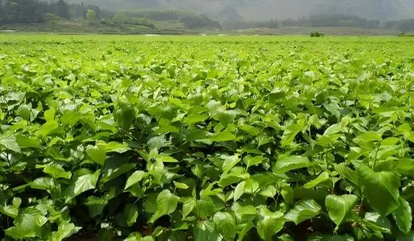 Mulberry Leaf Extract Powder Mulberry Leaf Extract Powder