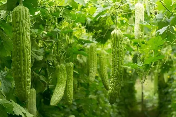Bitter Melon Extract Powder