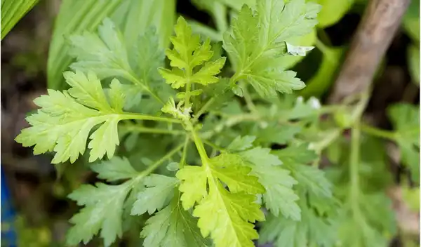 Artemisinin Powder Artemisinin Powder