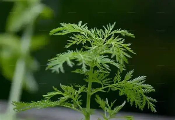 Artemisinin Powder Artemisinin Powder