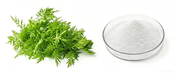 Artemisia annua Extract Powder Artemisia annua Extract Powder