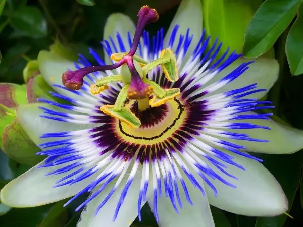 Passionflower Extract Powder Passionflower Extract Powder