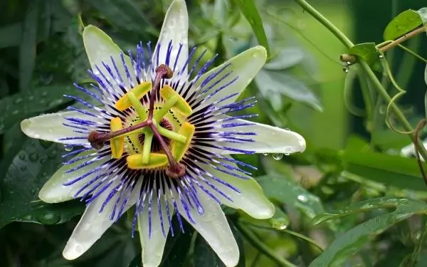 Passionflower Extract Powder