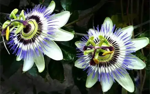 Passionflower Extract Powder Passionflower Extract Powder