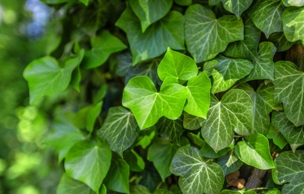Ivy Extract Powder
