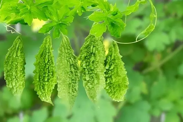 Bitter Melon Extract Powder Bitter Melon Extract Powder