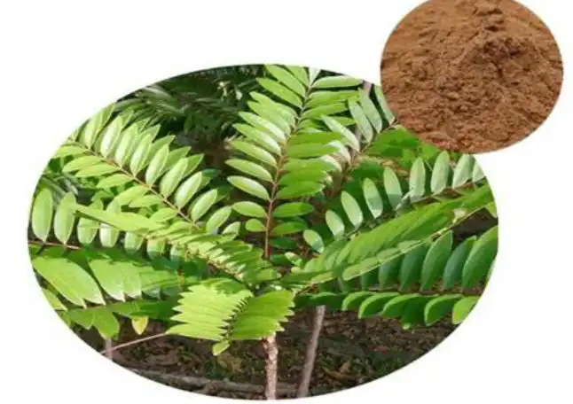 Tongkat Ali Extract Powder Tongkat Ali Extract Powder