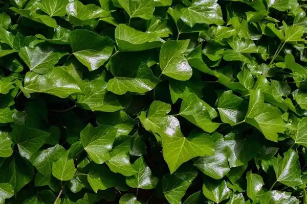 Ivy Extract Powder Ivy Extract Powder