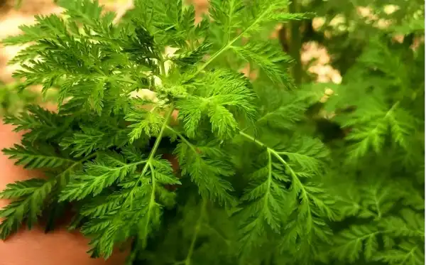 Artemisinin Powder