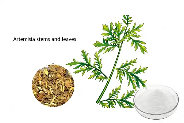 Artemisinin Powder Artemisinin Powder