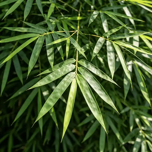 Bamboo Leaf Extract