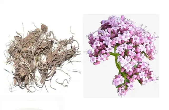 Valerian Root Extract Powder