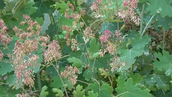 Macleaya Cordata Extract