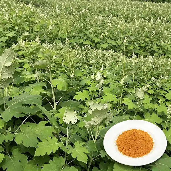 Macleaya Cordata Extract